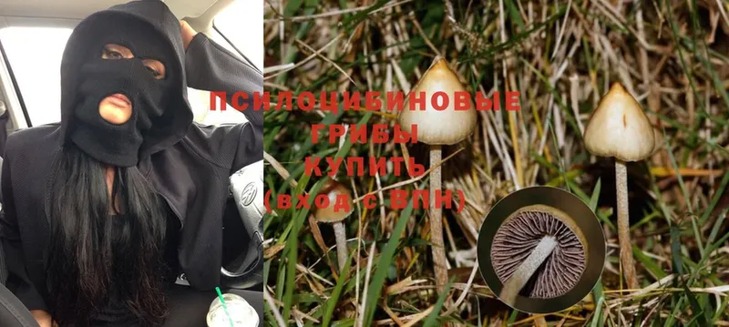 мега маркетплейс  Мытищи  Галлюциногенные грибы MAGIC MUSHROOMS 